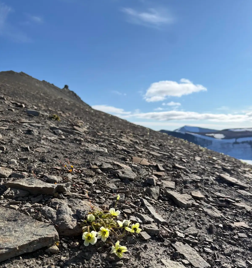 Bilde av blomst som spirer i Longyearbyen