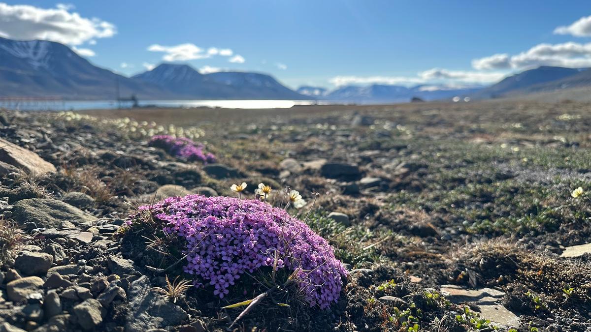 Fjellsmelle på Svalbard